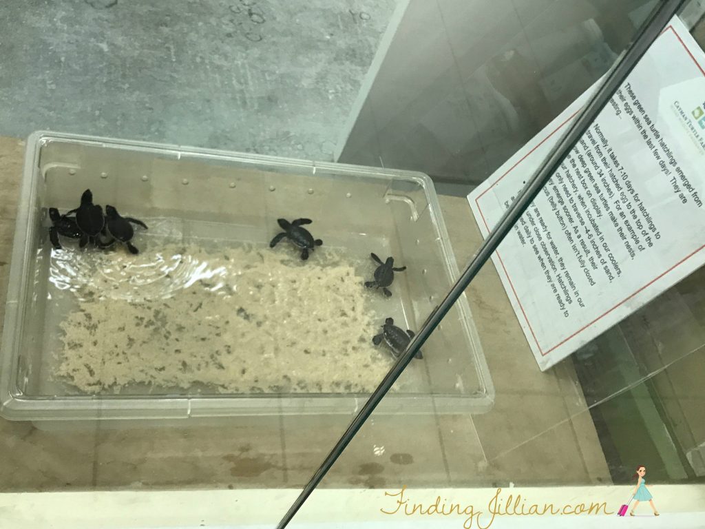 newly hatched turtles