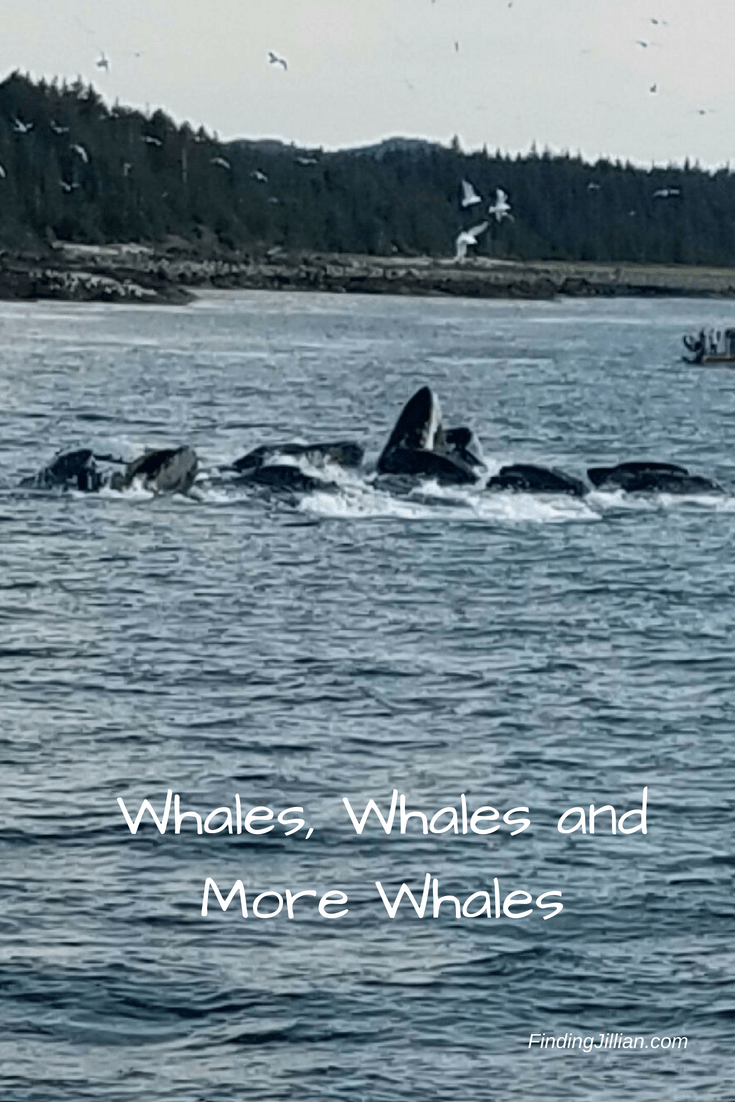 Alaskan Cruise _Whales_FindingJillian