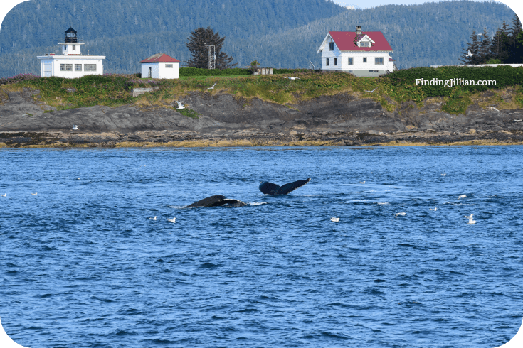 Animal_Tourism_Whales
