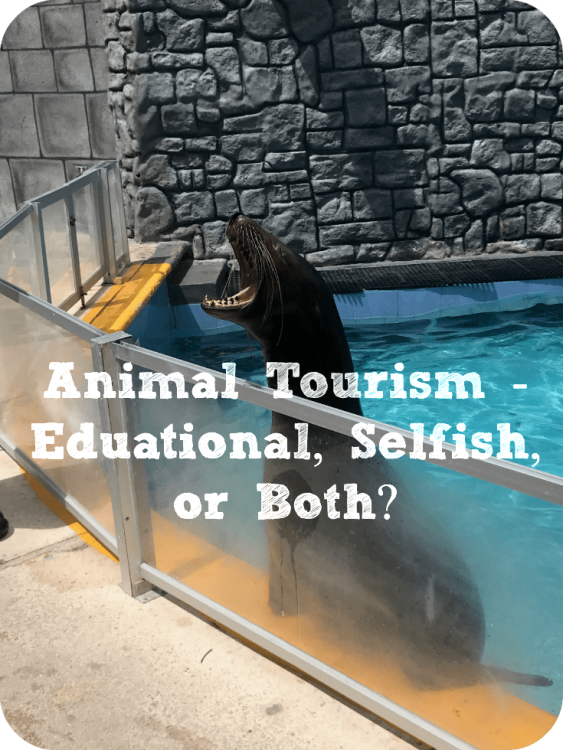 Animal Tourism Feature FindingJillian.com