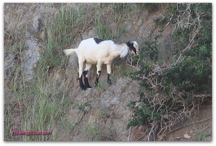 Image of goat on hillside - FindingJillian travel blog